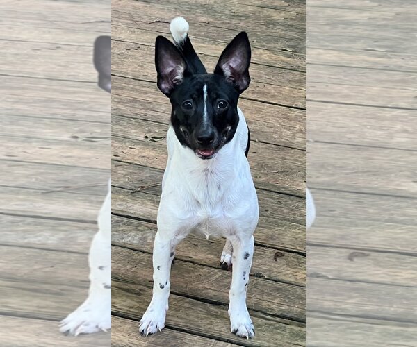 Medium Photo #2 Rat-Cha Puppy For Sale in Texarkana, TX, USA