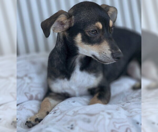 Medium Photo #4 Doxie-Pin Puppy For Sale in Chino Hills, CA, USA