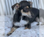 Small #3 Doxie-Pin