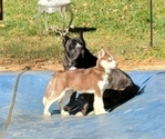 Small Photo #2 Siberian Husky Puppy For Sale in BOWIE, MD, USA