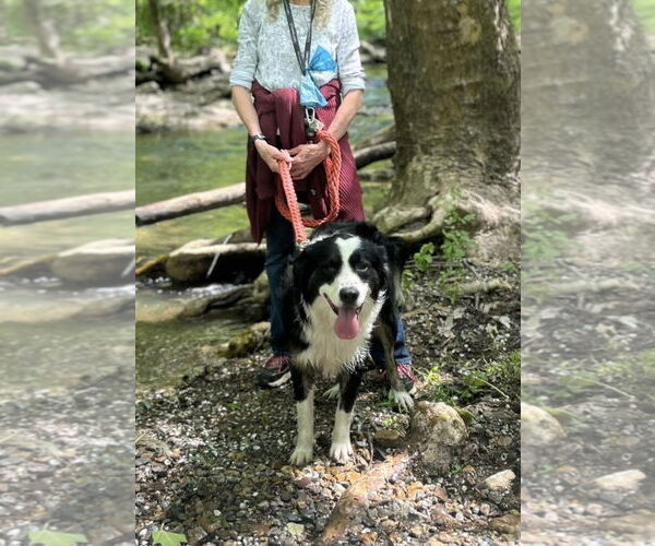 Medium Photo #5 Border Collie-Unknown Mix Puppy For Sale in Hinton, WV, USA