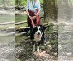 Small #4 Border Collie Mix