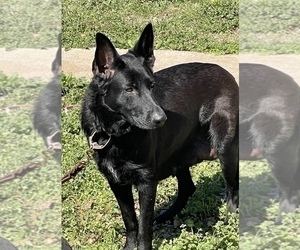 Mother of the German Shepherd Dog puppies born on 01/22/2025