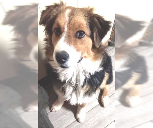 Medium Photo #3 Border-Aussie Puppy For Sale in Rutherfordton, NC, USA