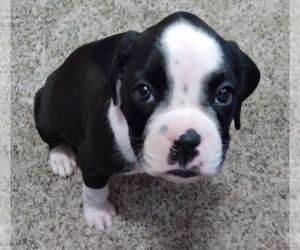 Boxer Puppy for sale in ROYSTON, GA, USA
