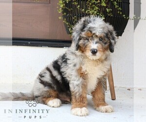 Bernedoodle Puppy for sale in NARVON, PA, USA