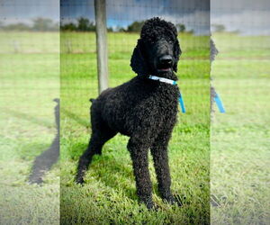 Poodle (Standard) Dogs for adoption in Pacolet, SC, USA