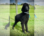 Small Poodle (Standard)