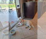 Small #16 American Eskimo Dog Mix