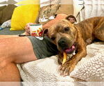 Small #8 American Staffordshire Terrier-French Bulldog Mix