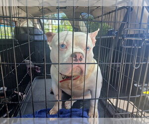 American Staffordshire Terrier-Unknown Mix Dogs for adoption in Fort Lauderdale, FL, USA