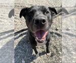 Small #1 American Staffordshire Terrier Mix