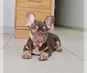 French Bulldog Puppy for sale in SANTA BARBARA, CA, USA