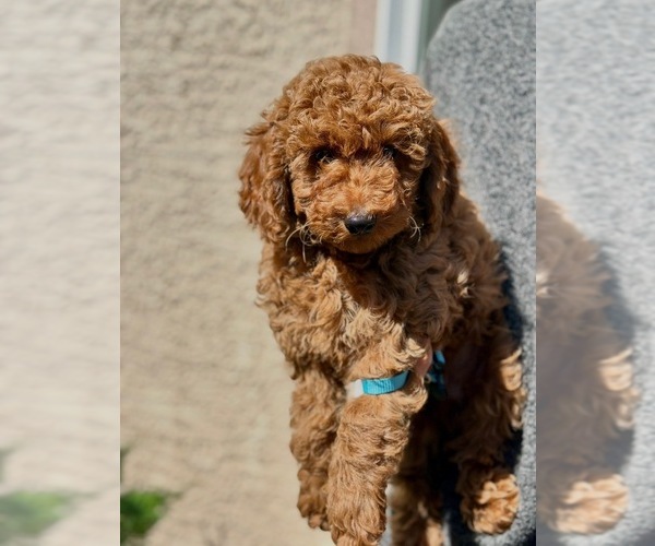 Medium Photo #1 Poodle (Toy) Puppy For Sale in SACRAMENTO, CA, USA