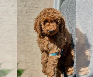 Poodle (Toy) Puppy for sale in SACRAMENTO, CA, USA