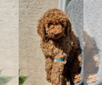 Small Poodle (Toy)