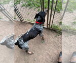 Small #2 Bluetick Coonhound Mix