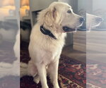 Small #3 Great Pyrenees