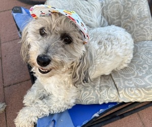 Mother of the Maltipoo puppies born on 05/12/2025