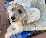 Small Photo #1 Maltipoo Puppy For Sale in SANTEE, CA, USA