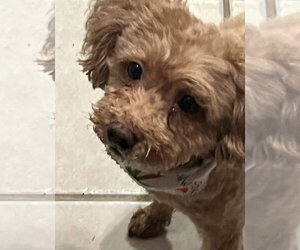 BRANDY - Female Poodle (Toy) Dog for Adoption - Photo #2