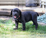 Puppy Clover Cane Corso