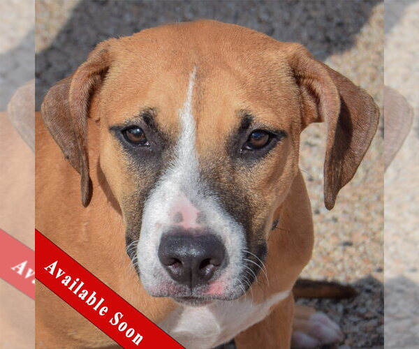 Medium Photo #1 American Staffordshire Terrier-Boxer Mix Puppy For Sale in Huntley, IL, USA