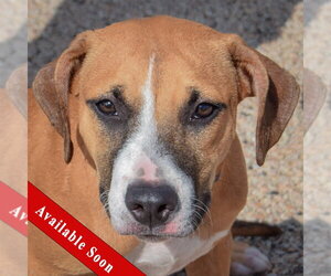 American Staffordshire Terrier-Boxer Mix Dogs for adoption in Huntley, IL, USA