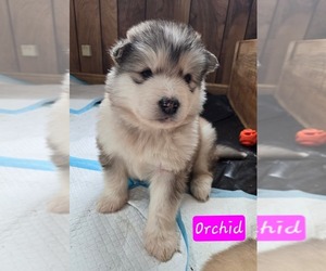 Alaskan Malamute Puppy for sale in CRIVITZ, WI, USA