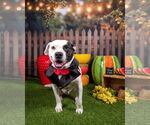 Small #13 American Pit Bull Terrier Mix