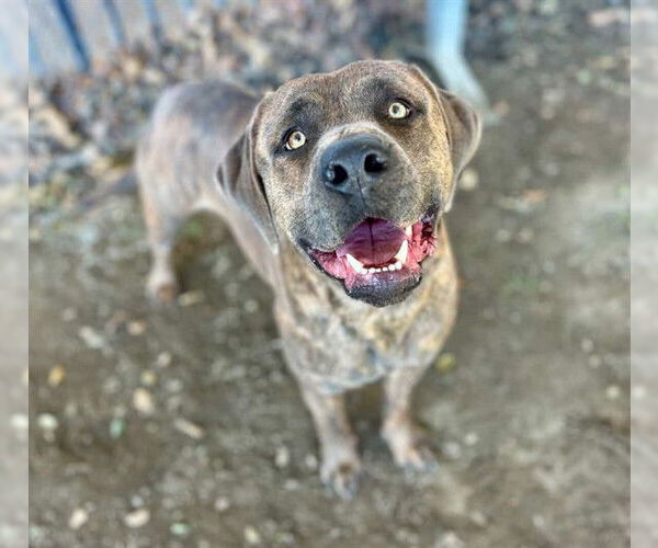 Medium Photo #2 Mutt Puppy For Sale in Riverside, CA, USA