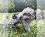 Small #29 Cavapoo (Miniature)