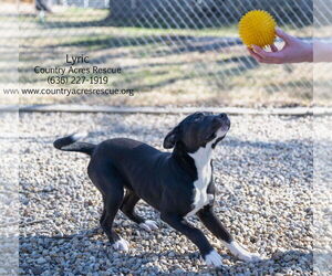 Retriever -Unknown Mix Dogs for adoption in Manchester, MO, USA
