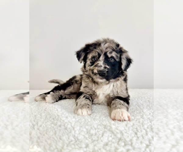 Medium Photo #3 Aussiedoodle Puppy For Sale in GREENFIELD, IN, USA