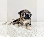 Small #2 Aussiedoodle