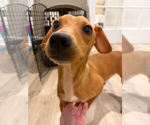 Little Brother - Male Dachshund-Unknown Mix Dog for Adoption