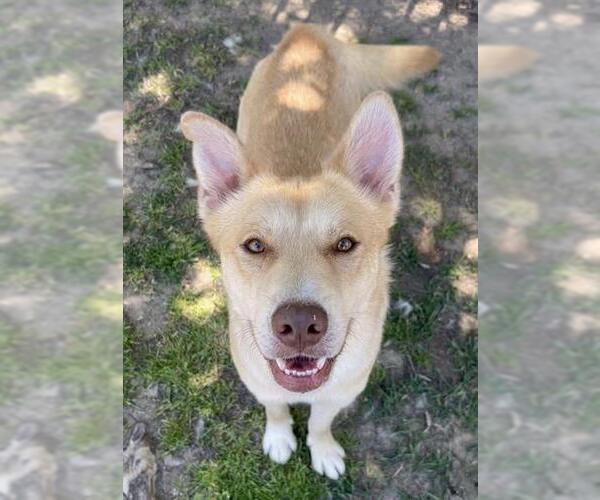 Medium Photo #2 German Shepherd Dog-Unknown Mix Puppy For Sale in Riverside, CA, USA