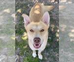 Small #1 German Shepherd Dog Mix