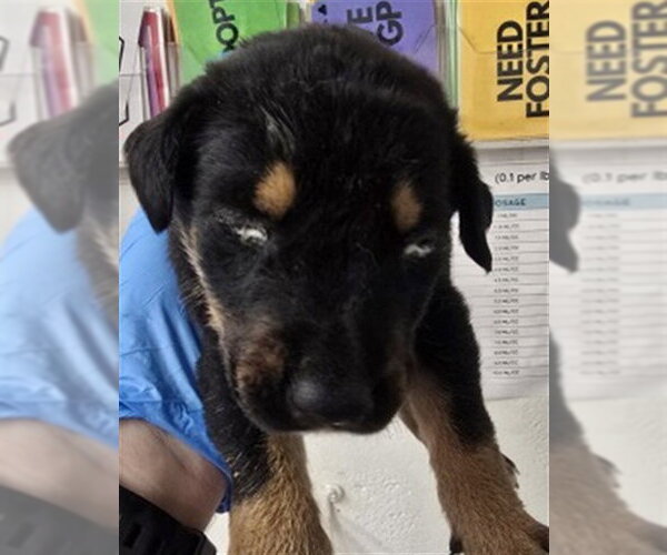 Medium Photo #1 German Shepherd Dog-Unknown Mix Puppy For Sale in San Bernardino, CA, USA