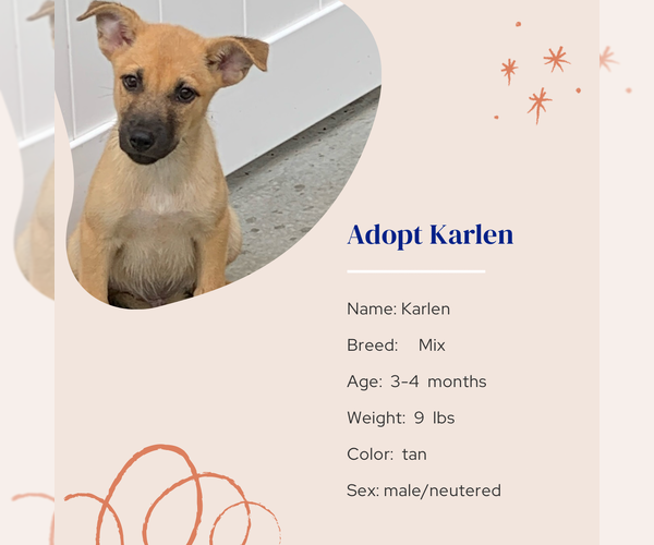 Medium Photo #10 Mutt Puppy For Sale in Naples, FL, USA