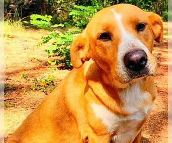 Medium Photo #2 Labrador Retriever-Unknown Mix Puppy For Sale in Frankston, TX, USA