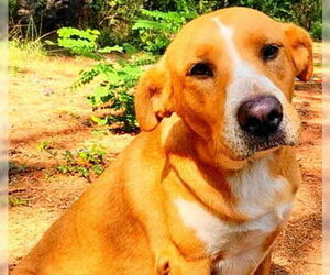 Amris - Female Labrador Retriever-Unknown Mix Dog for Adoption - Photo #2