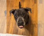 Small #26 American Staffordshire Terrier-Labrador Retriever Mix