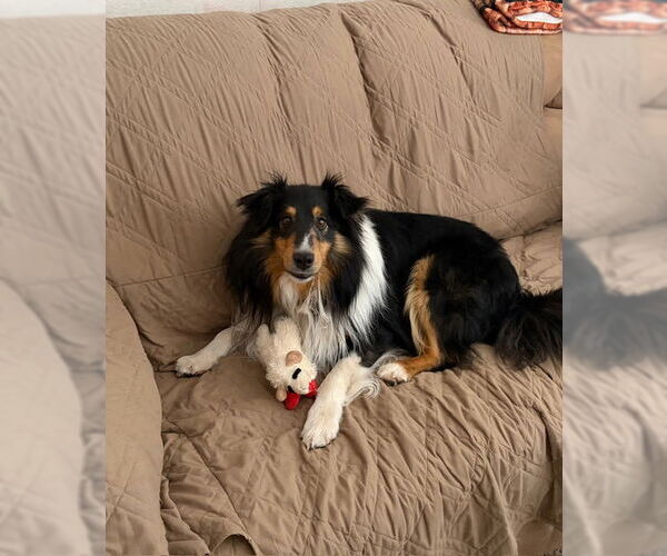 Medium Photo #5 Mutt Puppy For Sale in Pueblo West, CO, USA