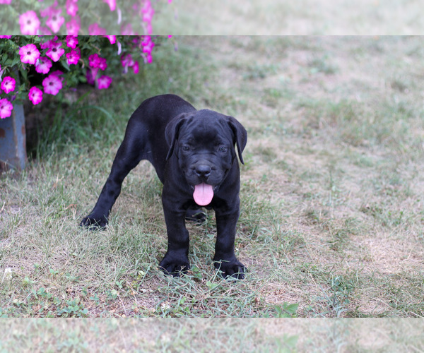 Medium Photo #8 Cane Corso Puppy For Sale in ETNA GREEN, IN, USA