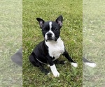 Small #5 Boston Terrier