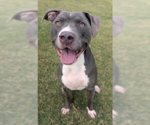 Mutt Dogs for adoption in Redlands, CA, USA