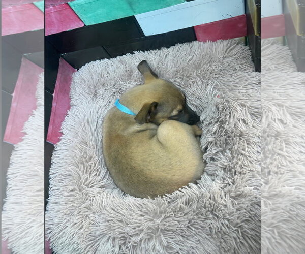 Medium Photo #5 Black Mouth Cur-Dachshund Mix Puppy For Sale in Royal Palm Beach, FL, USA