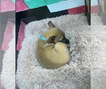 Small #4 Black Mouth Cur-Dachshund Mix