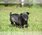Small #2 Pug